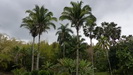 CIENFUEGOS - Knigspalmen im botanischen Garten von Cienfuegos