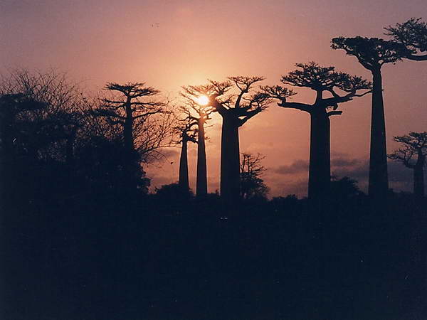 Sonnenuntergang in einer Baobab-Allee auf Madagaskar