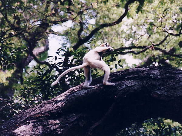 Bitte anklicken zum Vergrößern ein sehr elegant laufender Sifaka