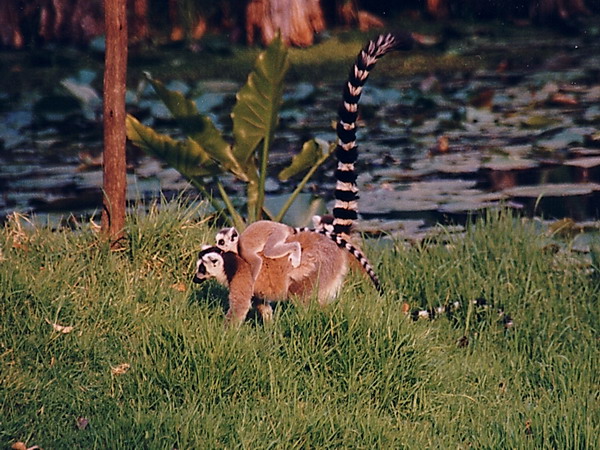 Lemuren im botanischen Garten