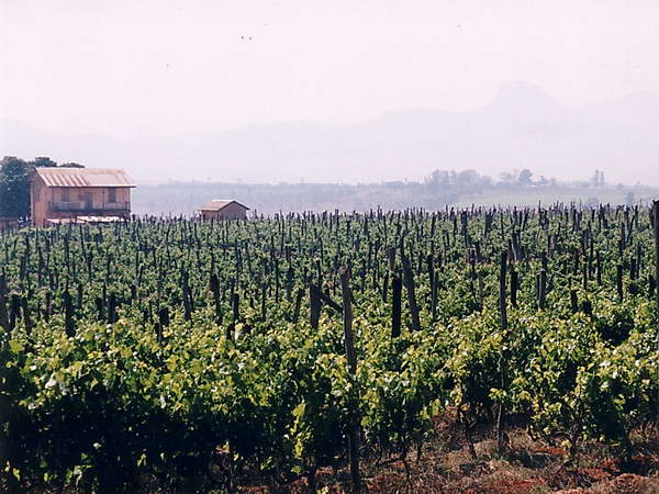 auch auf Madagaskar wird Wein angebaut