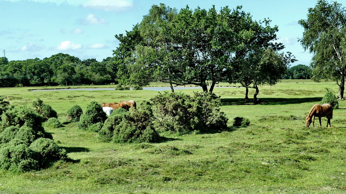 NEW FOREST - ein relativ junger Nationalpark in dem die gleichnamigen Ponys wild leben NEW FOREST - ein relativ junger Nationalpark in dem die gleichnamigen Ponys wild leben