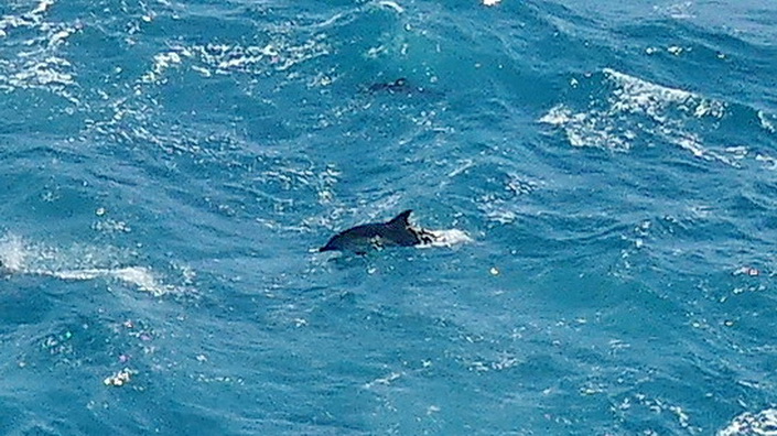 2.SEETAG - ab und zu begleiten uns Delphine