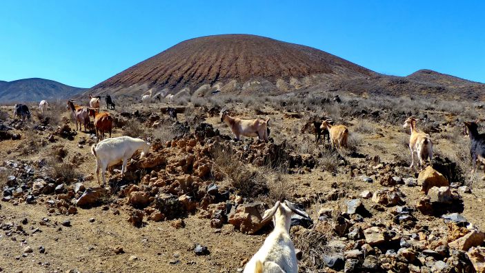 SANTO ANTAO - der hier produzierte Ziegenk�se soll von au�erordentlichen Zeit sein