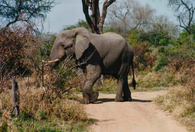 mitten auf der Straße steht ein Elefant