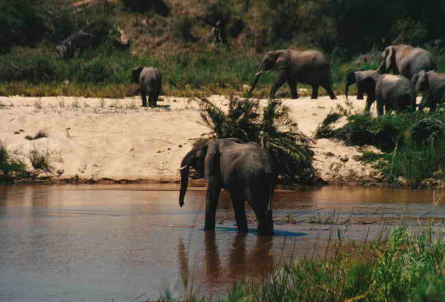 eine große Elefantenherde am Fluss eine große Elefantenherde am Fluss