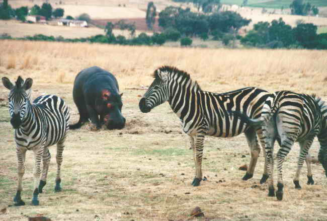 Zebras vor den Hütten auf der Heia Safari Ranch