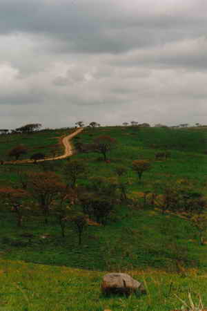 Nashorn und Landschaft Nashorn und Landschaft