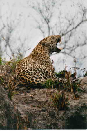 ein Leopard posiert für die Fotografen